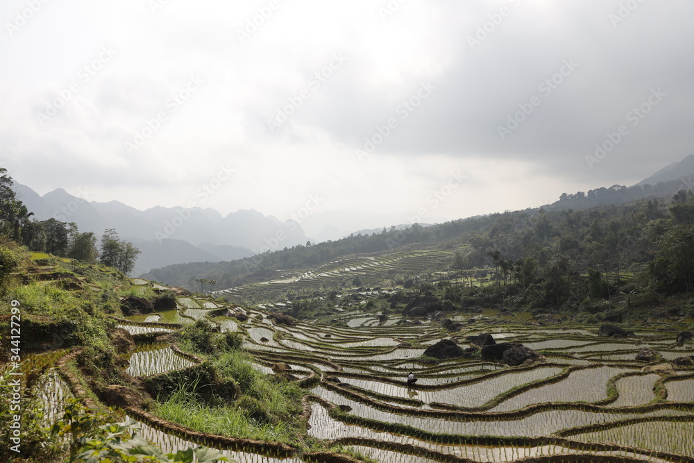 rice terraces overlooking valley