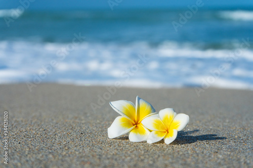 frangipani flower on the beach against the background of the sea. Holidays in the tropics. Calm and relaxation by the sea concept