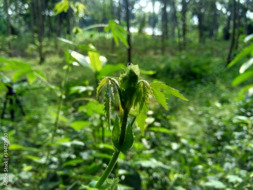 Close up green grass with natural background