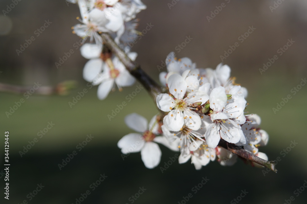 Beautiful .blooming of decorative white apple and fruit trees over the bright blue sky in colorful vivid spring park full. Beautiful .blooming of decorative white apple and fruit trees over the bright blue sky in colorful vivid spring park full.
