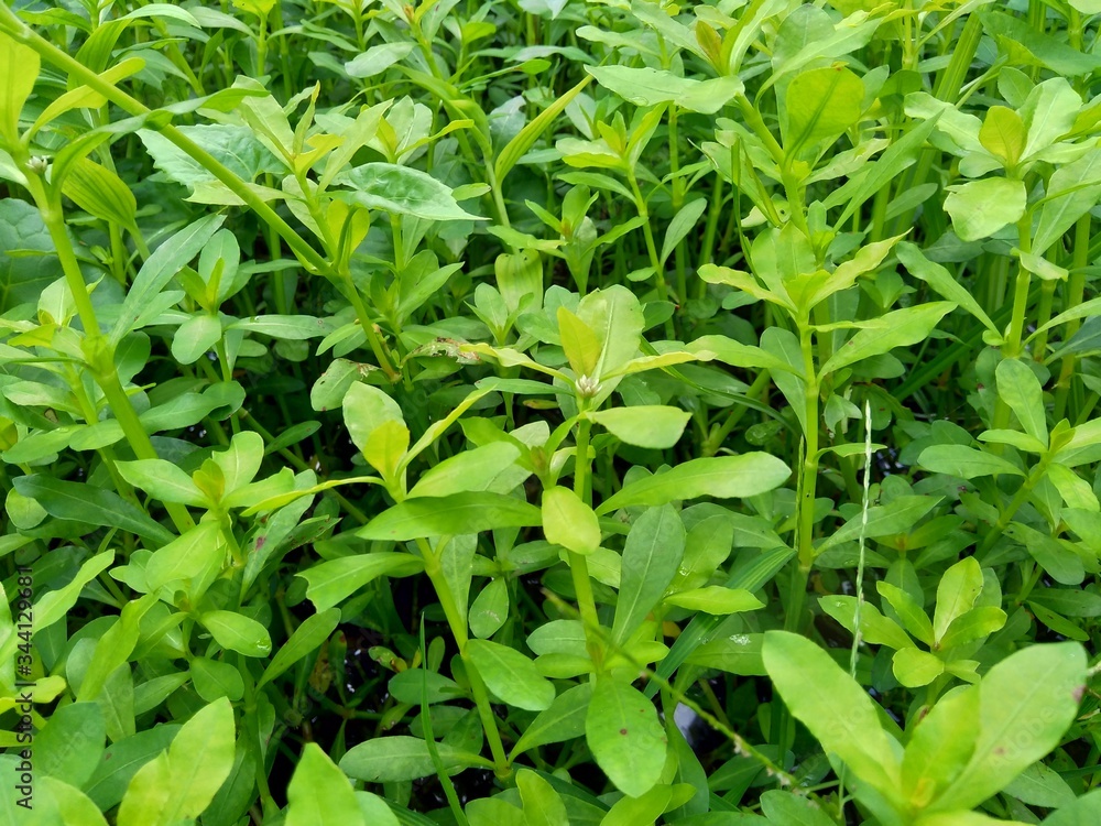 Close up green grass with natural background Close up green grass with natural background