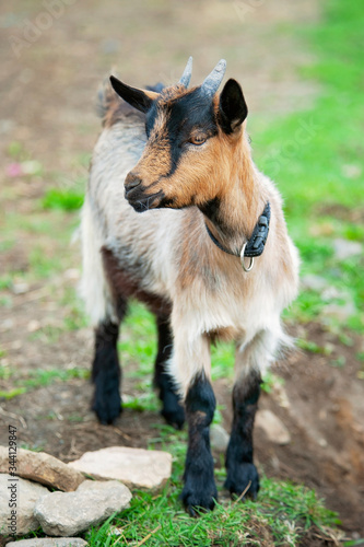 Cameroon  miniature goat in the meadow