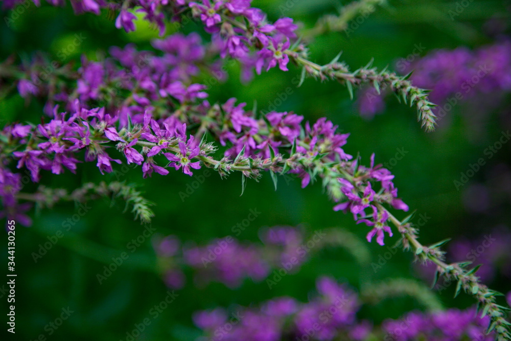 Mauve grass-poly in summer garden Mauve grass-poly in summer garden