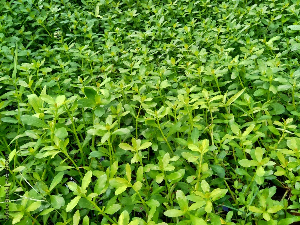 Close up green grass with natural background Close up green grass with natural background