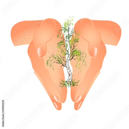 tree in the palms. vector illustration of hands on a white background.protecting the environment. take care of natureSave the Forest Plants.  photo