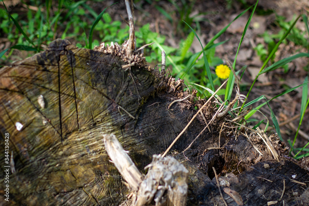 Obraz premium picturesque stump