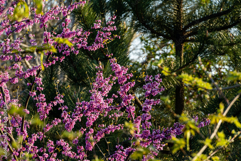 Purple flowers on branches of Eastern Redbud or Eastern Redbud Cercis canadensis on blurry background of young foliage of spring garden. Selective focus. Landscaped garden. Nature concept for design