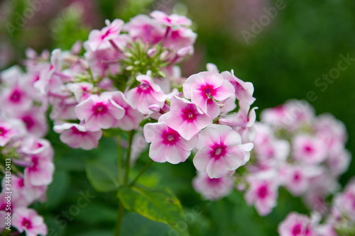 Bright phlox flowers in bloom close up