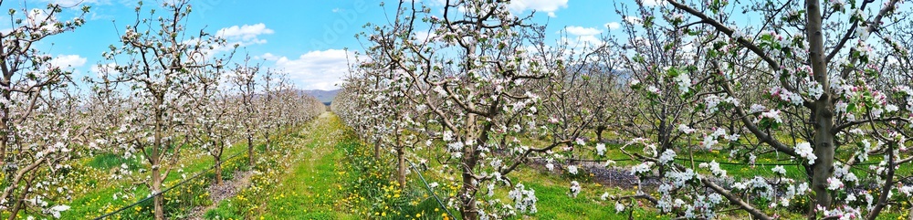 Apple blossoms in an orchard, spring concept