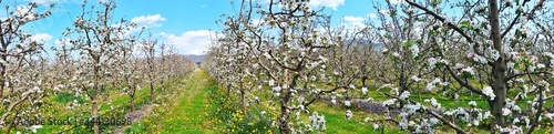 Apple blossoms in an orchard  spring concept