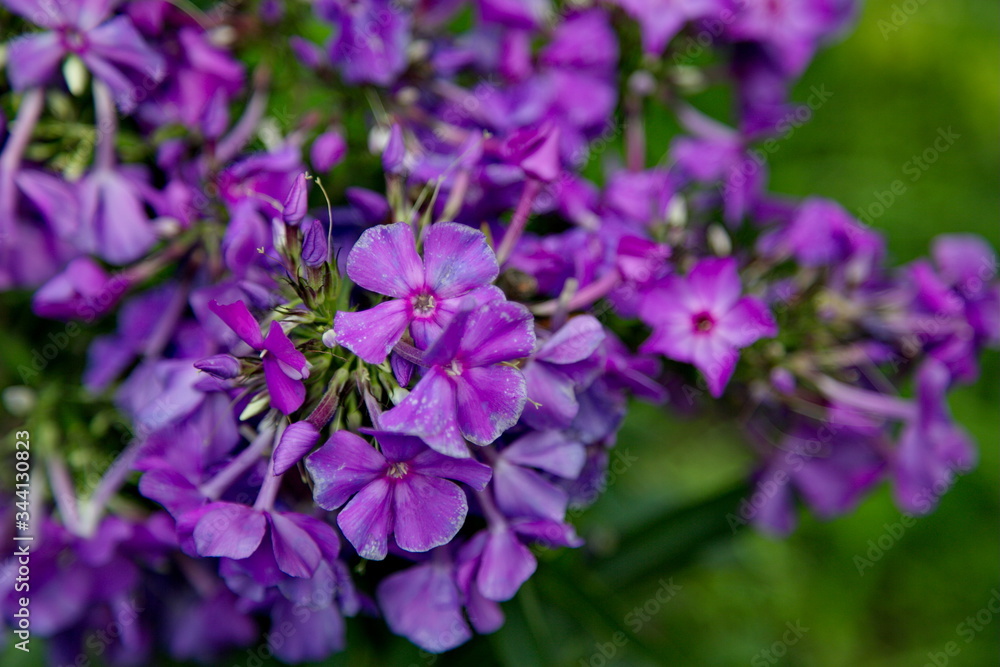 Purple phlox flowers close up