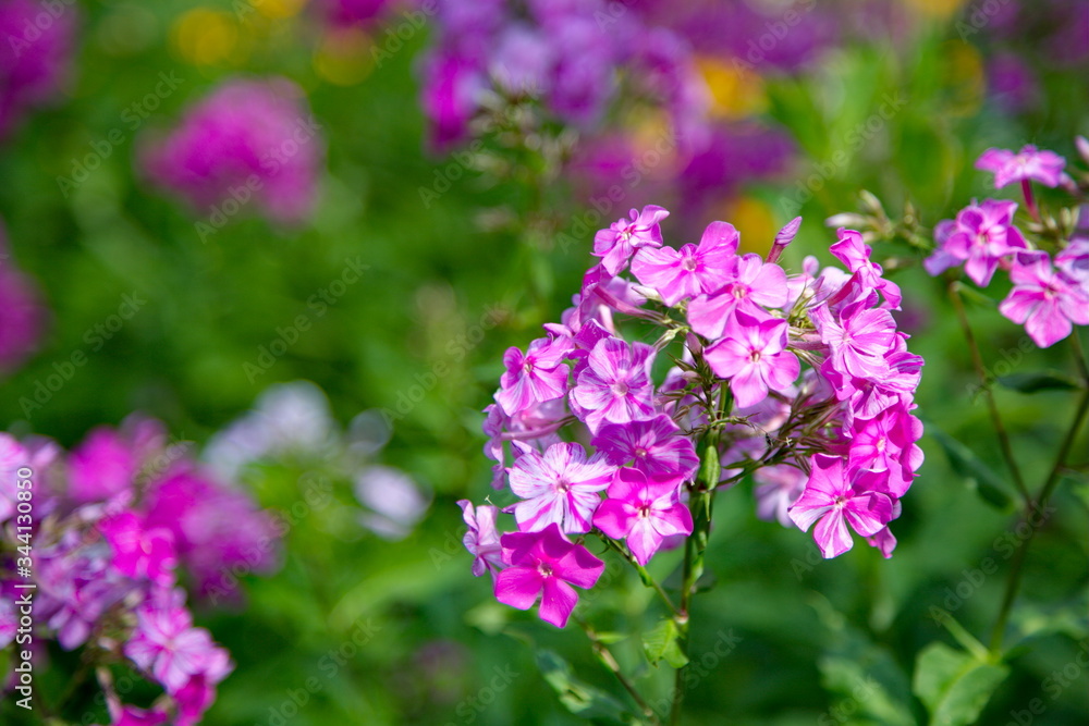 Bright phlox flowers in bloom close up