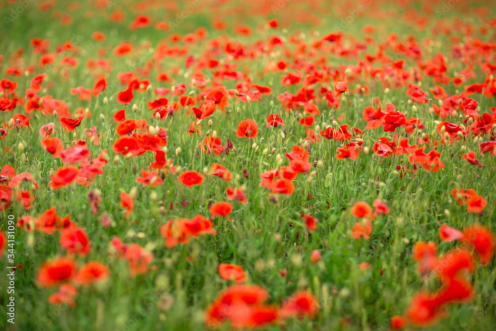 red poppy flower field summer landscape. 
