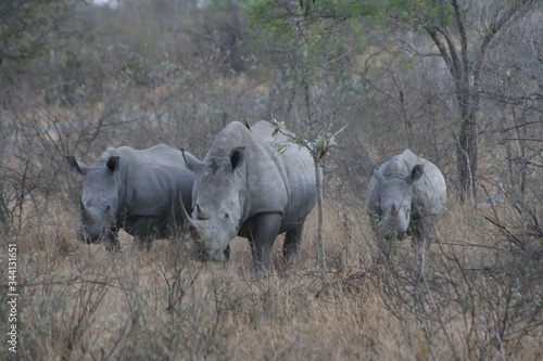 white rhinos