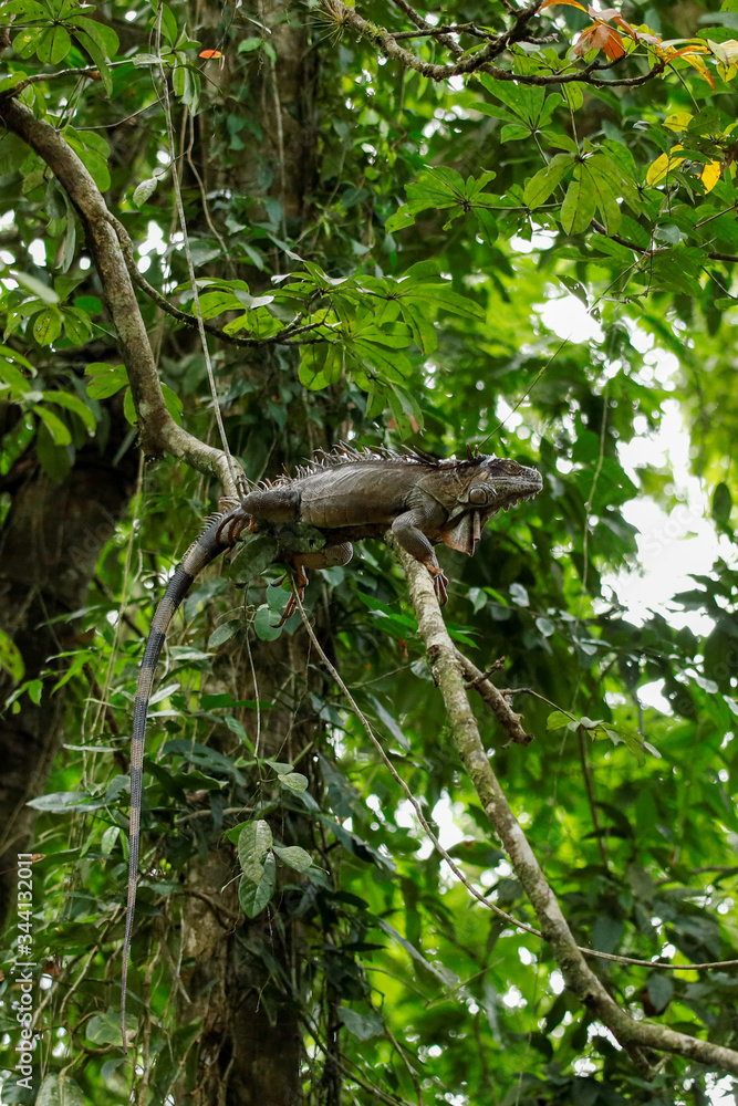 lizard on a branch