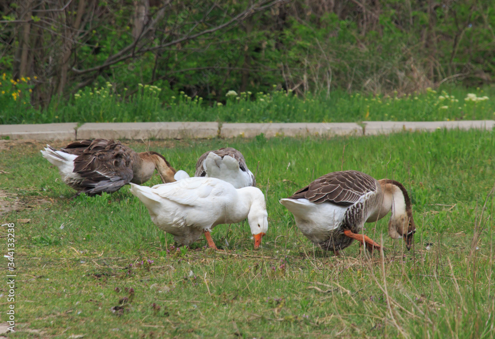 geese graze in green spring grass geese graze in green spring grass