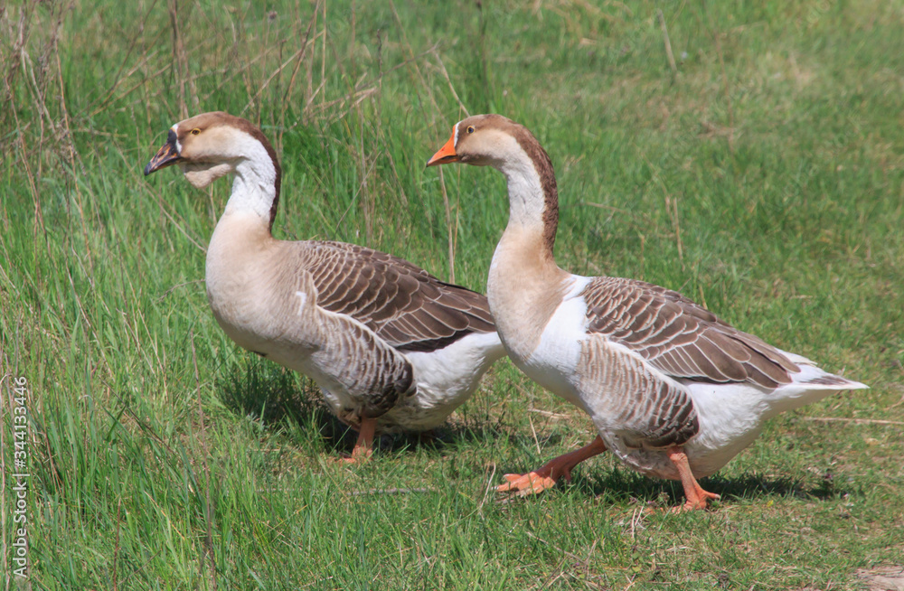 two gray geese walk on the grass two gray geese walk on the grass