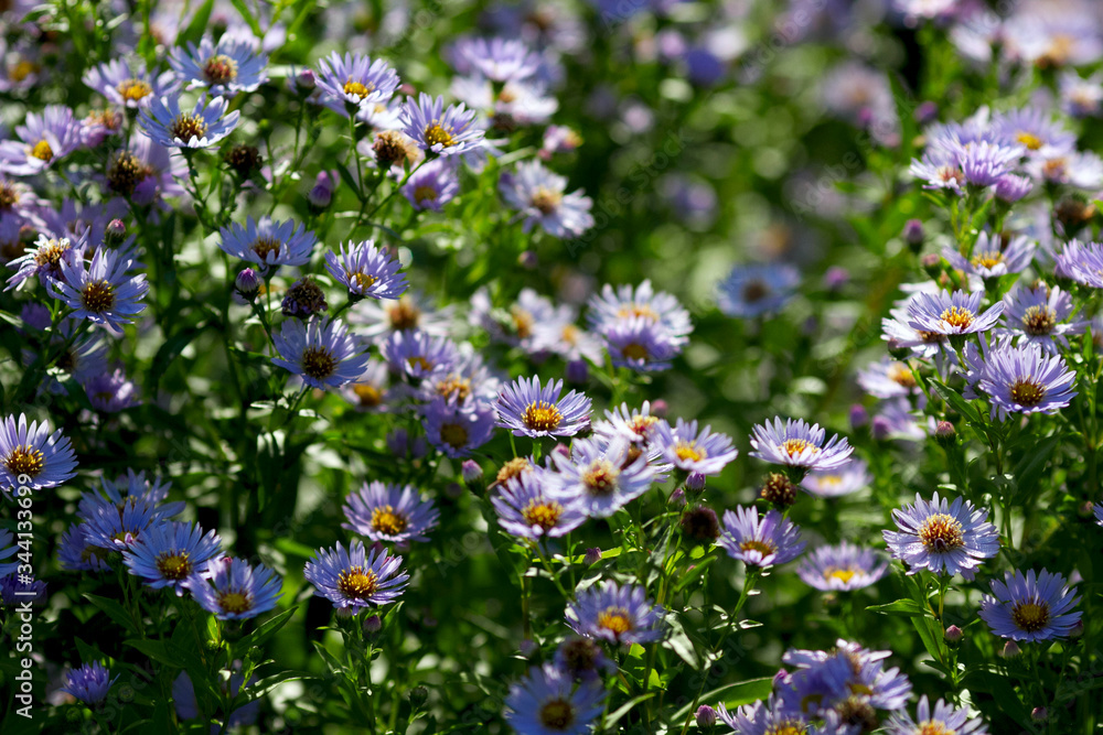 Botanical: Flowers Aster Amellus on the flower bed on beautiful sunny day, summer gardening Botanical: Flowers Aster Amellus on the flower bed on beautiful sunny day, summer gardening
