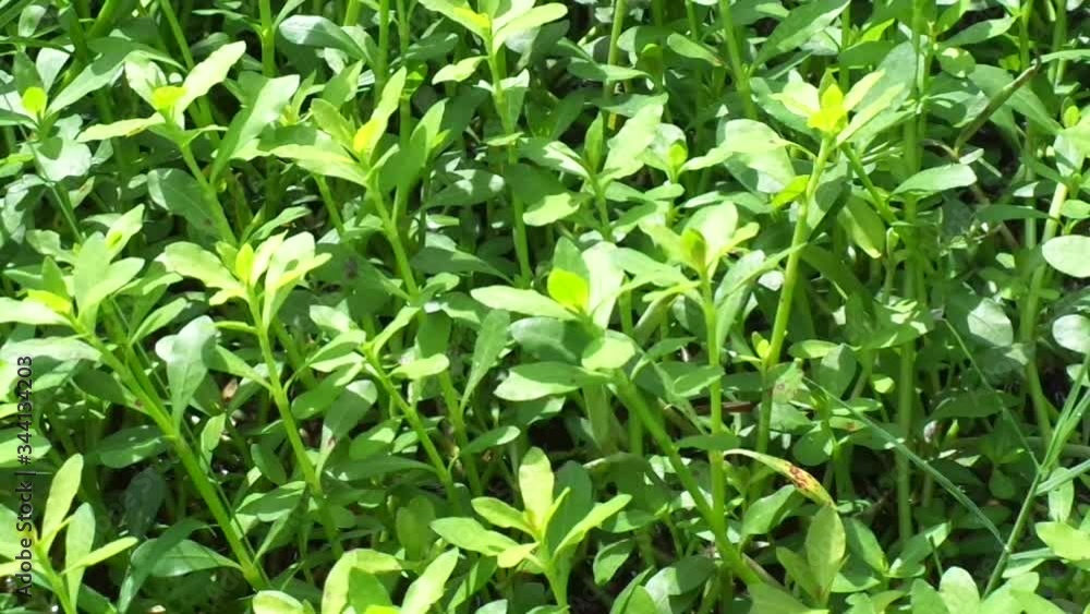 Close up green grass with natural background Close up green grass with natural background