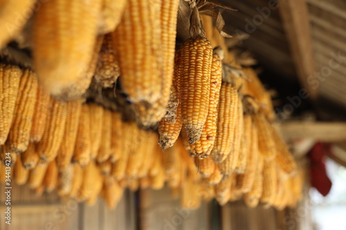 dried corn in rural village