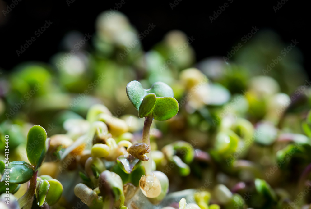 Close-up of mustard microgreens. Growing mustard sprouts close up view. Germination of seeds at home. Vegan and healthy eating concept. Sprouted seeds, micro greens. Close-up of mustard microgreens. Growing mustard sprouts close up view. Germination of seeds at home. Vegan and healthy eating concept. Sprouted seeds, micro greens.