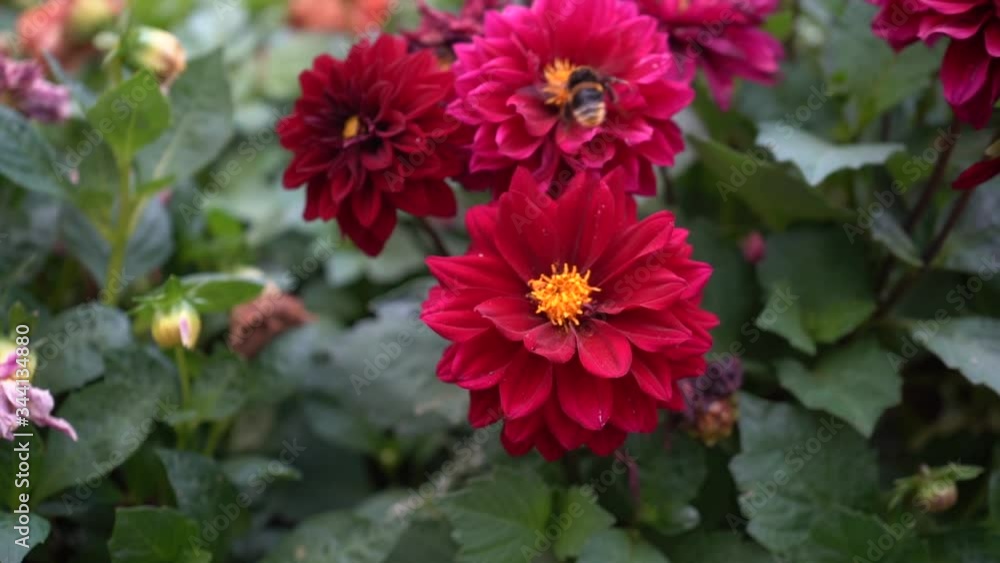 bumblebee on red flowers in summer bumblebee on red flowers in summer