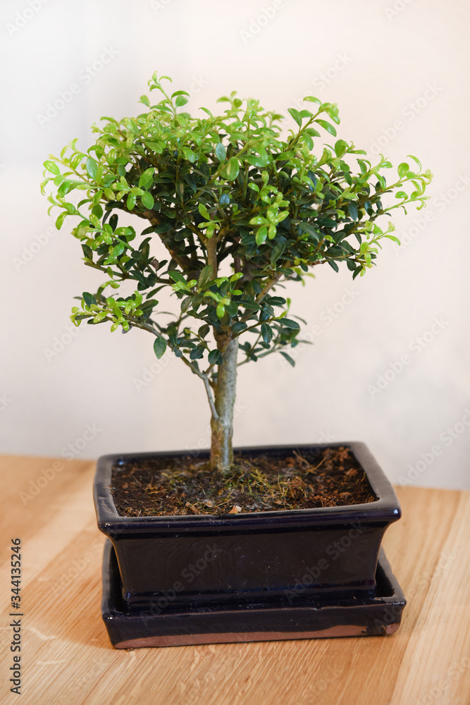 bonsai ufficio casa alberi casa alberi giardino pollice verde bonsai ufficio casa alberi casa alberi giardino pollice verde