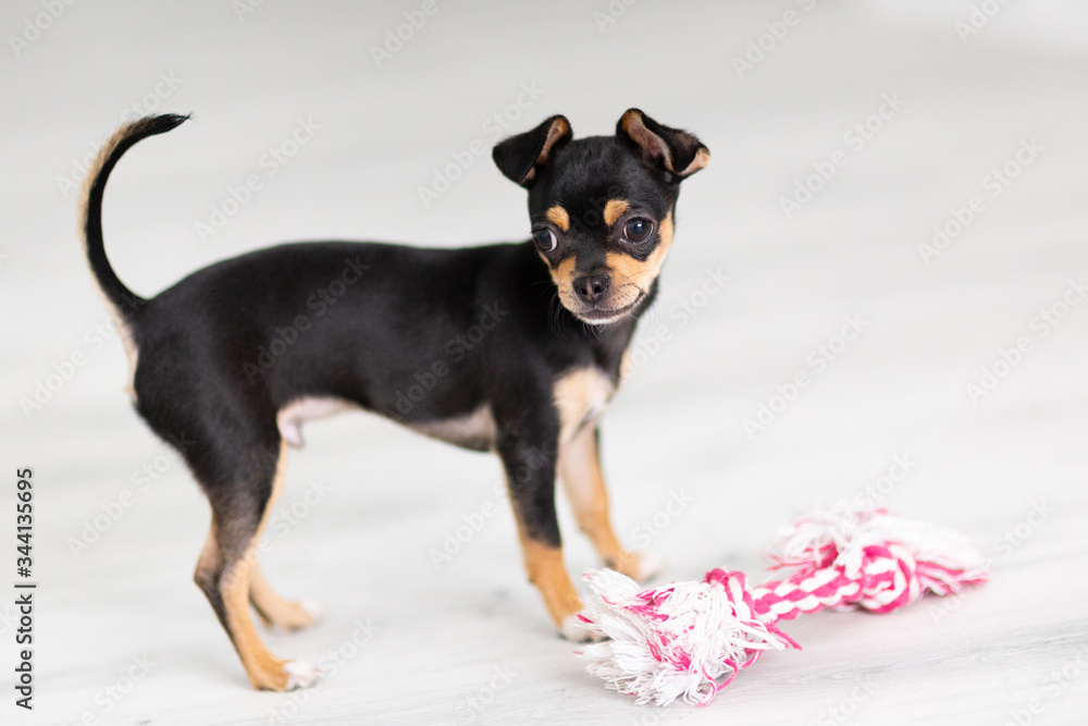 black Chihuahua puppy on a white background
