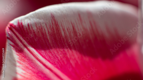 Petal of a tulip. Macro photo.