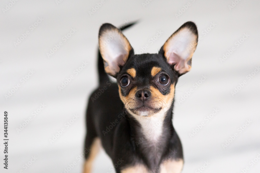black Chihuahua puppy on a white background black Chihuahua puppy on a white background
