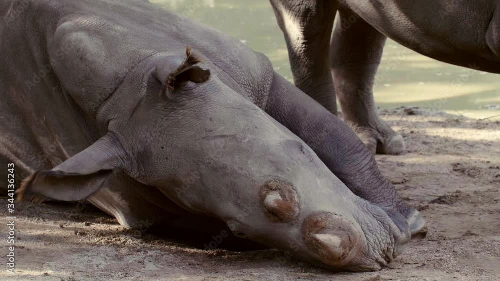 A close up of a cow lying in the dirt. High quality footage A close up of a cow lying in the dirt. High quality footage