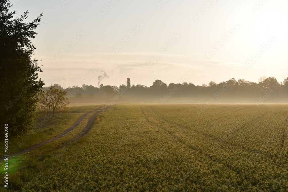 sunny morning in the green field with road, trees and fog