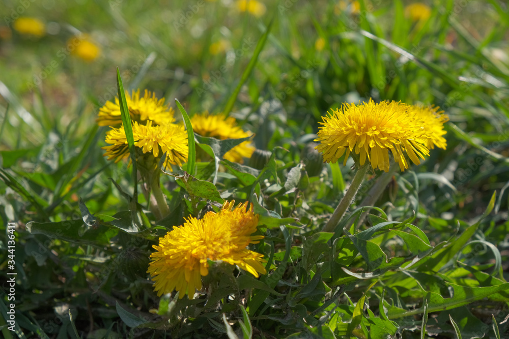 Yellow dandelions bloom Yellow dandelions bloom