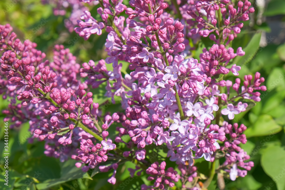 Bunches of flowering lilac bush