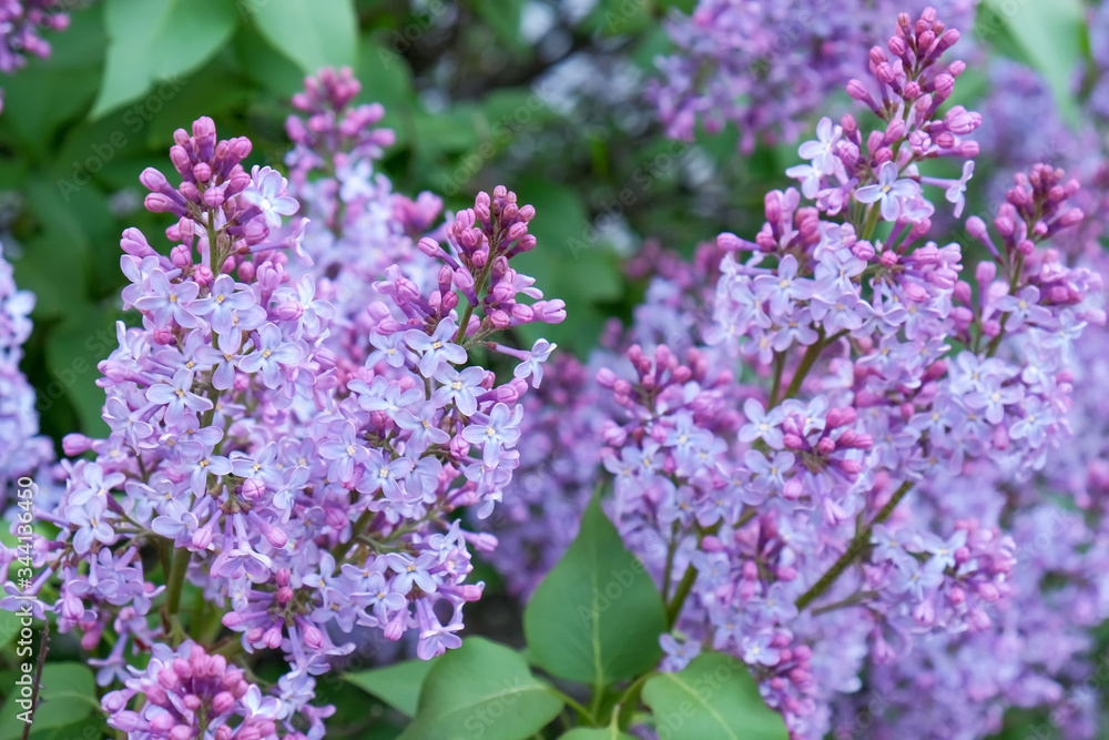 Bunches of flowering lilac bush Bunches of flowering lilac bush
