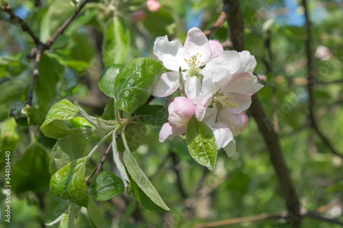 Branches of a blossoming apple