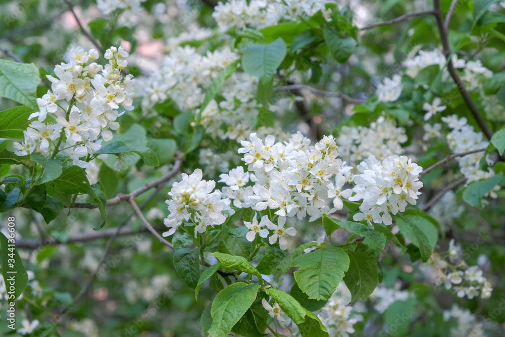 Branches of a flowering aronia tree Branches of a flowering aronia tree