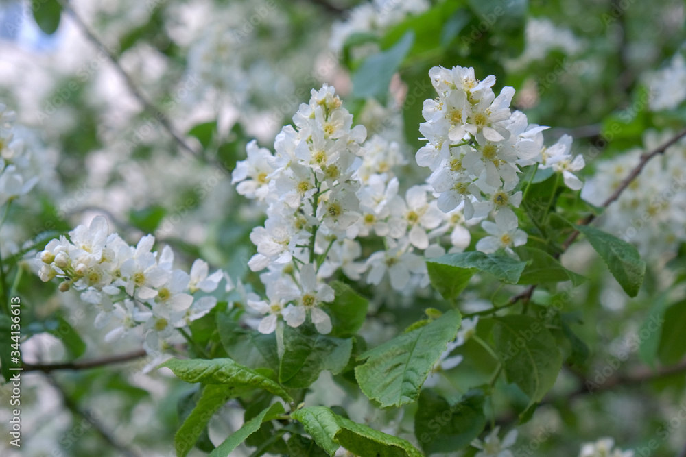 Branches of a flowering aronia tree Branches of a flowering aronia tree