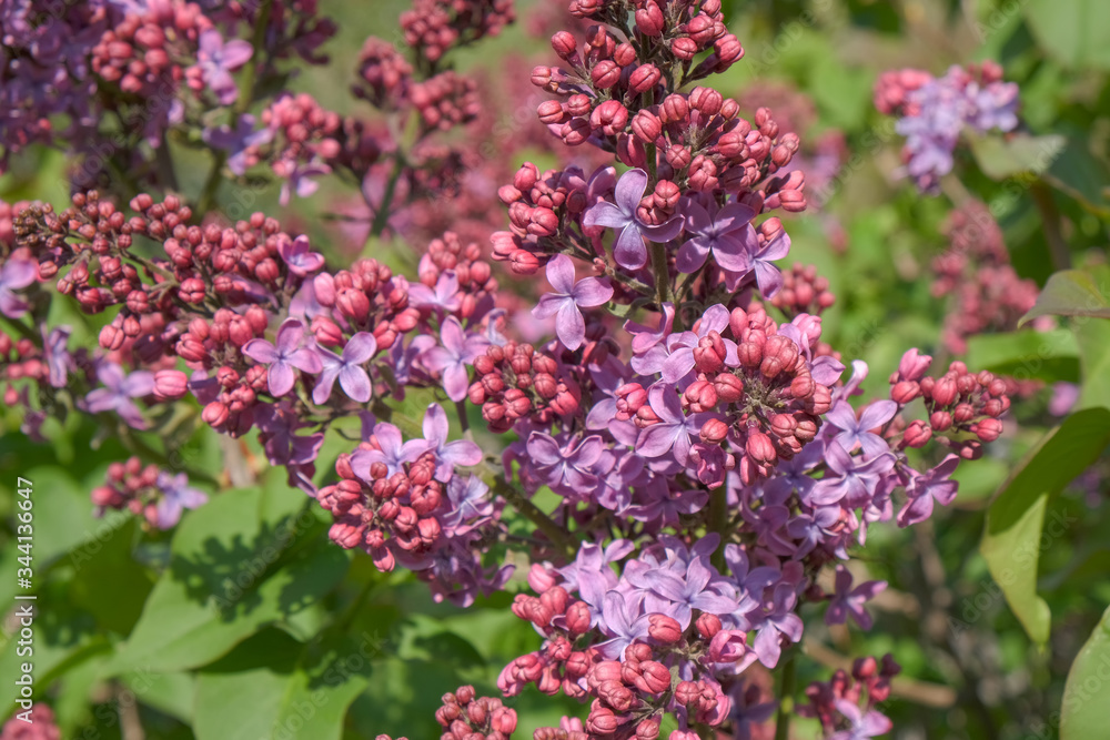 Bunches of flowering lilac bush on a sunny spring day in the garden Bunches of flowering lilac bush on a sunny spring day in the garden