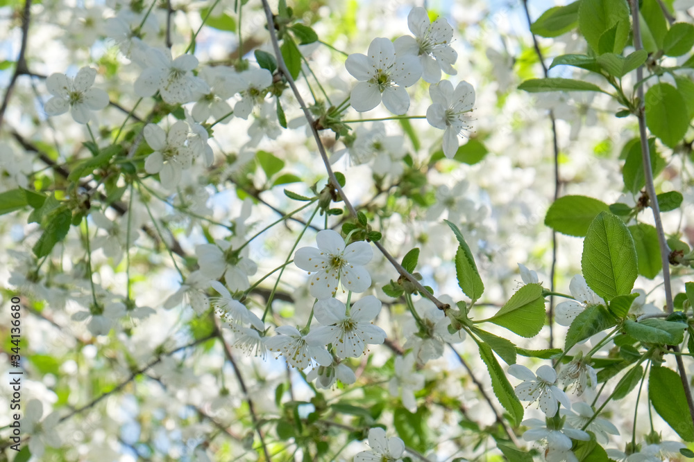 Branches of a blossoming cherry Branches of a blossoming cherry