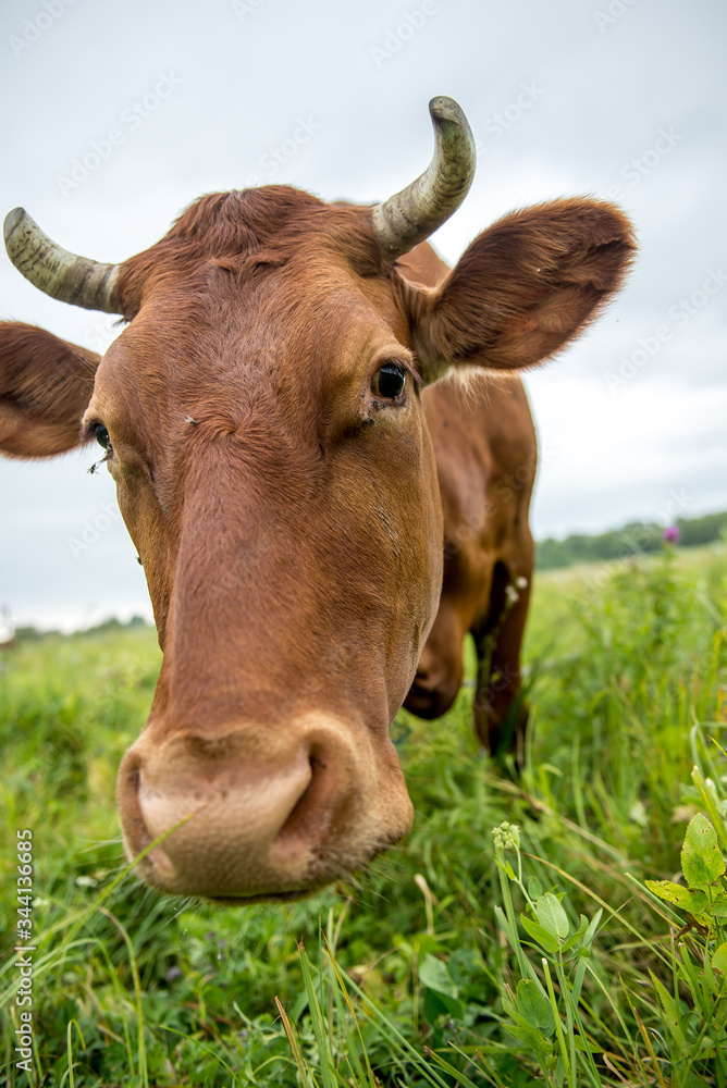 A brown cow eats grass in a meadow in spring. A brown cow eats grass in a meadow in spring.