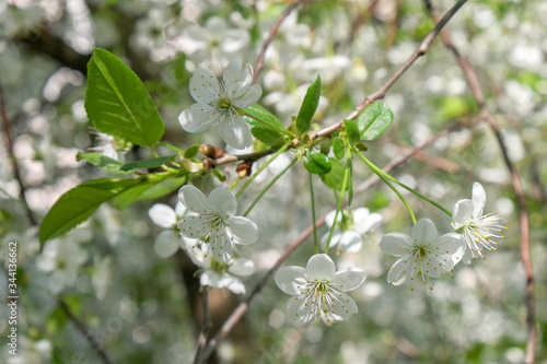 Branches of a blossoming cherry