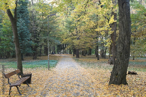 bench in autumn park with yellow leaves and trees in Germany