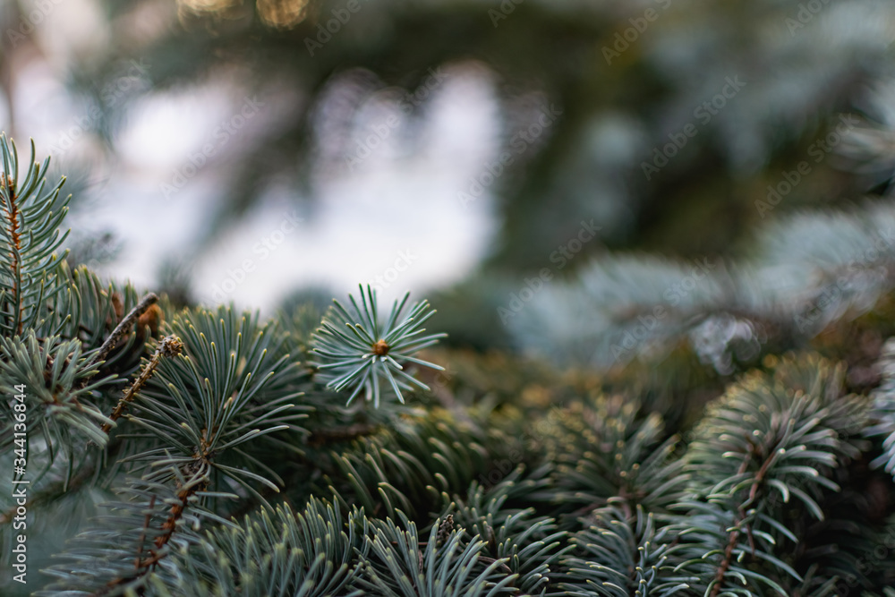 The natural backdrop of the blue spruce, with thin and soft with needles and brown cones, coniferous forest landscape closeup