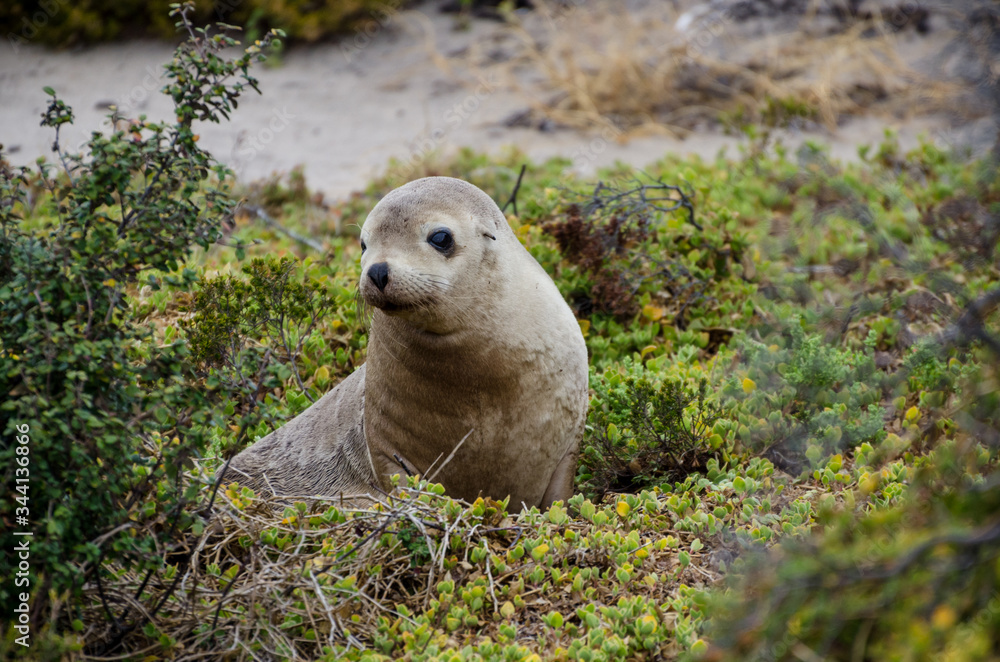 Obraz premium seal baby at seal bay kangaroo island south australia