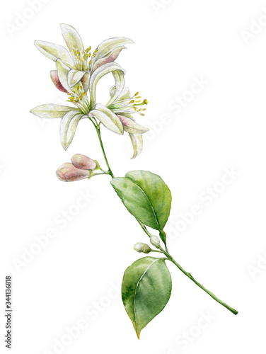 Watercolor illustration. Lemon branch with flowers and leaves on a white background.