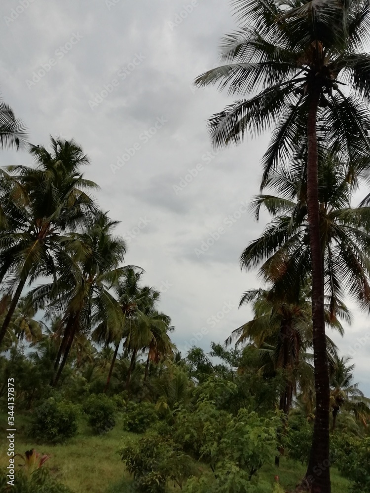 Fototapeta premium palm trees on the beach