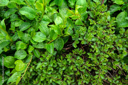 Green leaves and drops of dew or rain.