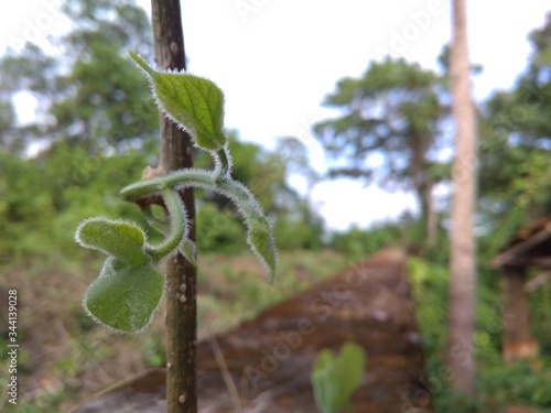 young plant growing in a garden
