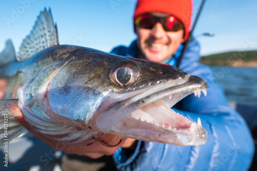 Happy angler holds angry Zander fish photo